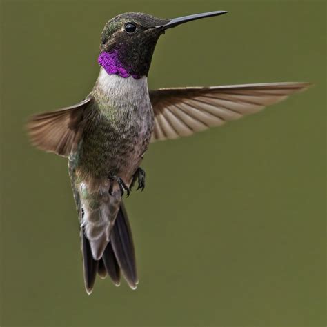 Black-chinned x Anna's Hummingbird (hybrid) - eBird