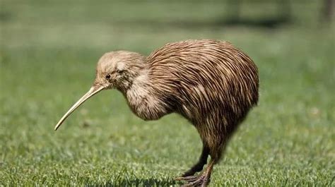 恐鸟——消失的新西兰巨物_哔哩哔哩_bilibili