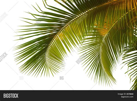 Coconut Fronds Definition at Wendy Hopkins blog