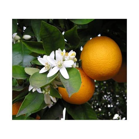 Proizvodi | Crystal Lab