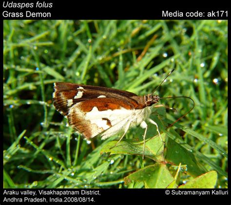 Udaspes folus | Butterfly