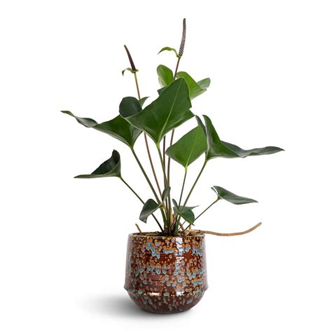 Anthurium Plants Cats