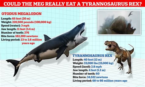 Megalodon Size Comparison Tooth