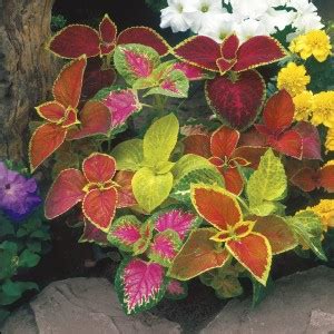 rmd Coleus Rainbow Mix Seed Price in India - Buy rmd Coleus Rainbow Mix ...