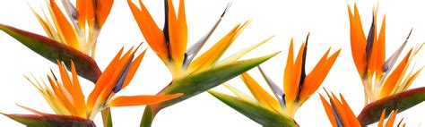 Swenson and Silacci Flowers | Flower Delivery Salinas, CA Florist