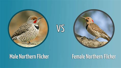 Northern Flicker