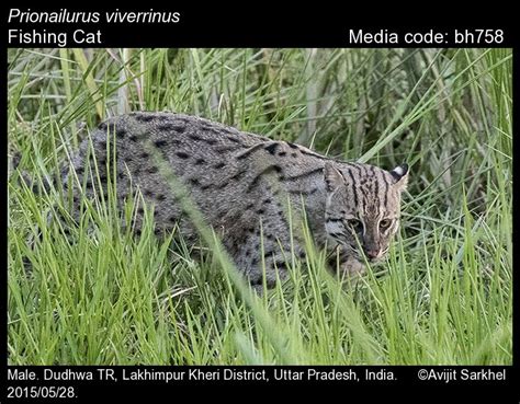 Prionailurus viverrinus Bennett, 1833 - Fishing Cat | Mammals