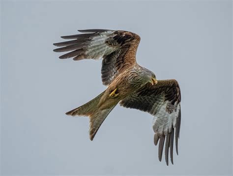 15 UK Birds of Prey: An Identification Guide - Centre of Excellence