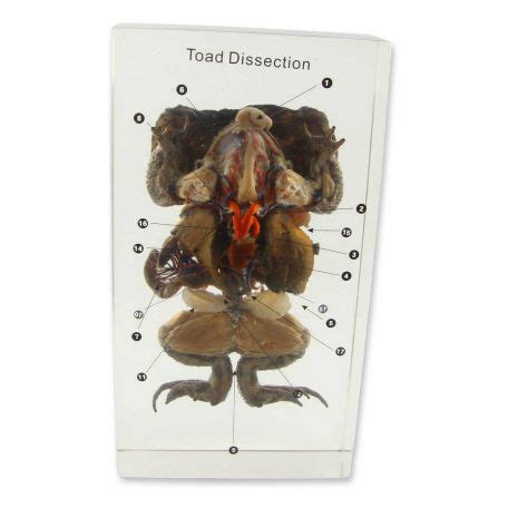 Toad Dissection Tutorial 的图像结果