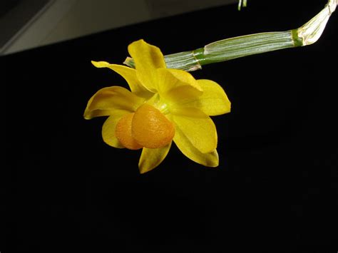 Dendrobium chrysocrepis C.S.P.Parish & Rchb.f. ex Hook.f. | Plants of ...