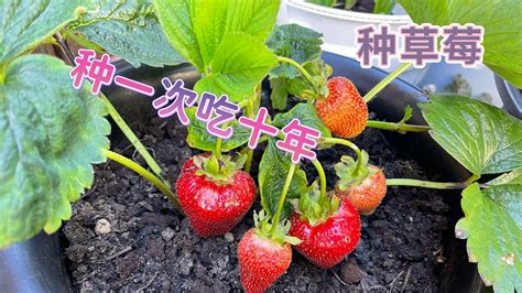种草莓｜要想草莓一年又一年吃不完！关键就在这里！