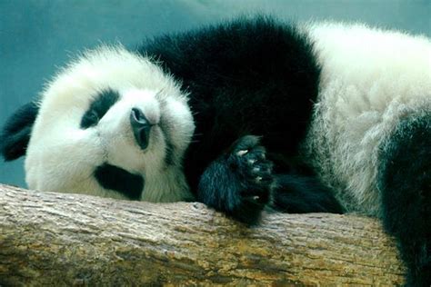 托班科学活动《大熊猫》 了解大熊猫的外形特征 - 辣妈贝贝
