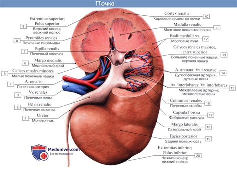Анатомия: Мочеполовая система, systema urogenitale. Мочевые органы ...
