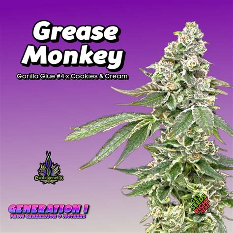 Grease Monkey Clones: Exotic Genetix GG4 × Cookies & Cream