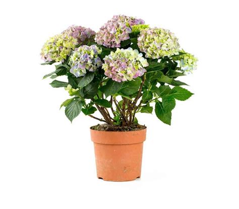 Hybrid All Season Dwarf Hydrangea Flower Seeds - 30+ Seeds Trial Pack ...