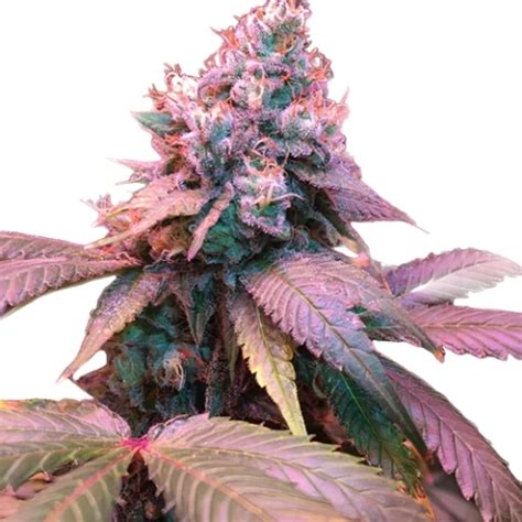 Alien Technology Strain 的图像结果