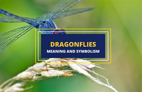 Dragonfly Symbolism and Meaning - Symbol Sage