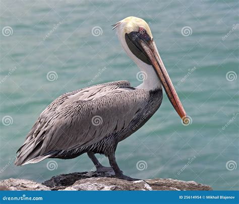Pelican on the rock 2 stock photo. Image of galapagos - 25614954