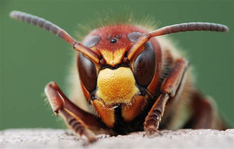 Wasps Meaning