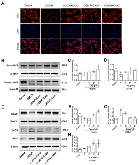 Chebulic Acid Prevents Hypoxia Insult via Nrf2/ARE Pathway in Ischemic ...