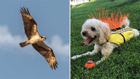 Can A Hawk Pick Up A Dog