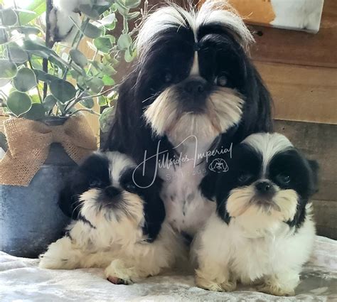About Us | Hillsides Imperial Shih Tzu's