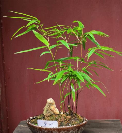 竹类植物-那些易于辨认的竹类 - 知乎