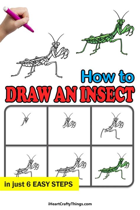 Image result for Insect Drawing