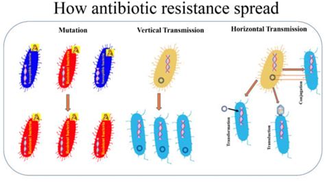 Bacterial Antibiotic Resistance: The Most Critical Pathogens