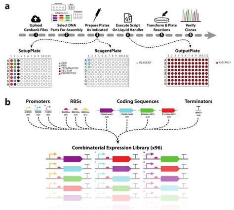 DNA Library Process 的图像结果