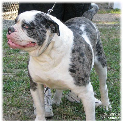 Alapaha Blue Blood Bulldog Foto 40973 - hundund.de