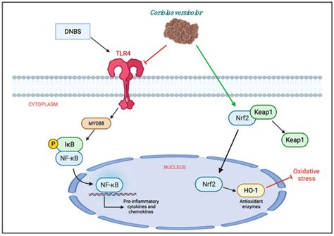 Coriolus Versicolor Downregulates TLR4/NF-κB Signaling Cascade in ...