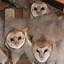 Image result for Barred Owl Nest Box