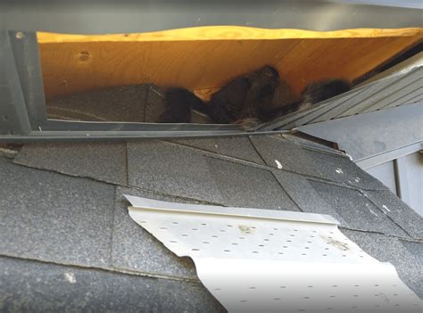 Image result for Girls Running Over Squirrels with Their Cars