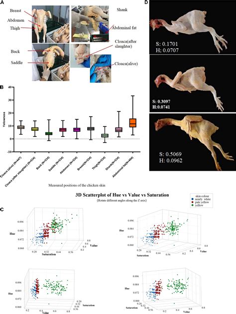 Frontiers | Characterization of Chicken Skin Yellowness and Exploration of Genes Involved in ...