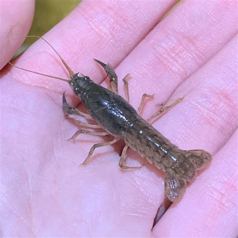 Red River Burrowing Crayfish from Montgomery, TX, US on December 29 ...
