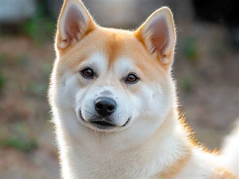 Korean Jindo Dog: The Loyal and Intelligent Korean Hunter