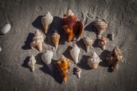 Finding Sea Shells 的图像结果