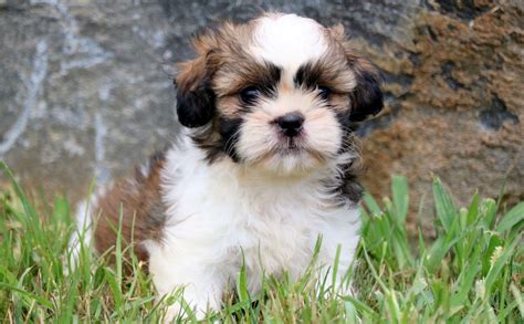 Shih Tzu Puppies Wallpapers - Wallpaper Cave