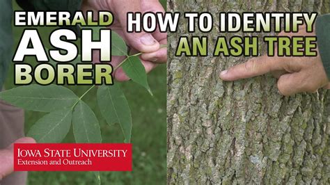 Ash Tree Identification Guide 的图像结果