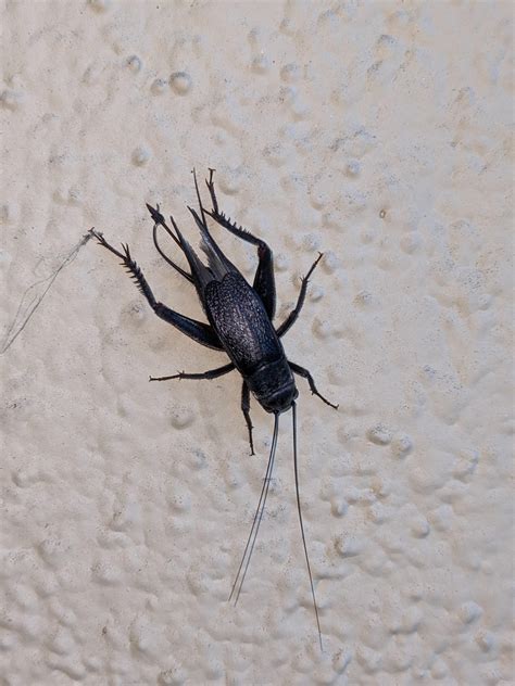 Black Cricket Insect