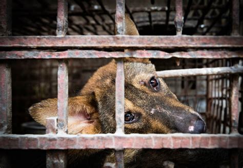 China Bans the Selling of Dog and Cat Meat - FOUR PAWS International ...