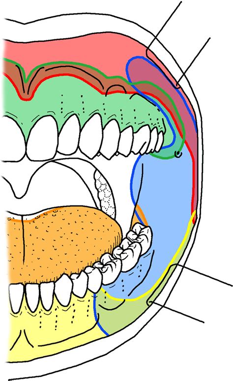 Image result for Single Tooth Root Nerve Block