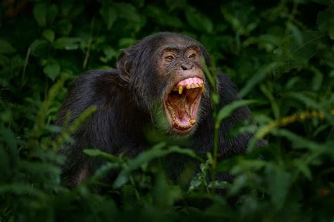 Scientists Discover Chimps Use Stones as Long-Distance Communication - A-Z Animals