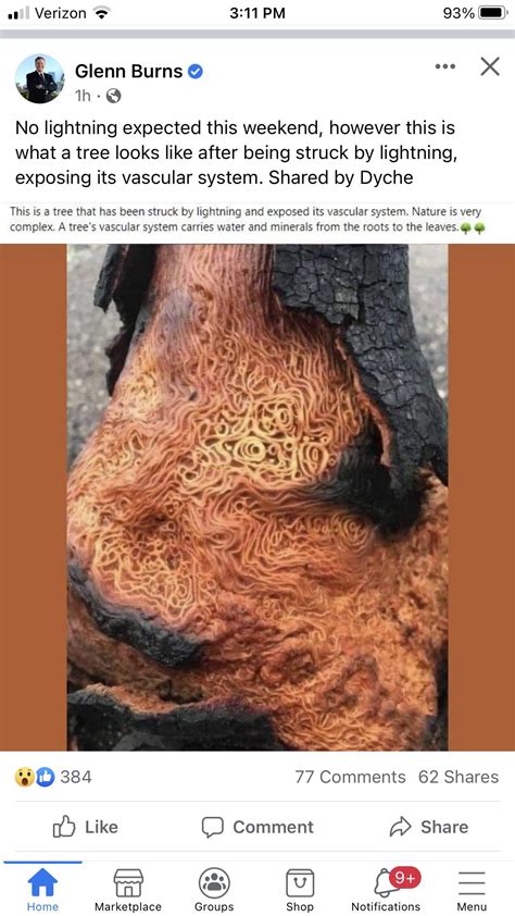 Pin by Barbara Riebe on Birds Bees Butterflies Insects | Fun facts ...