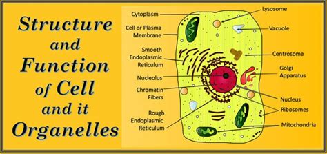 Image result for Structure and Function Biology Examples
