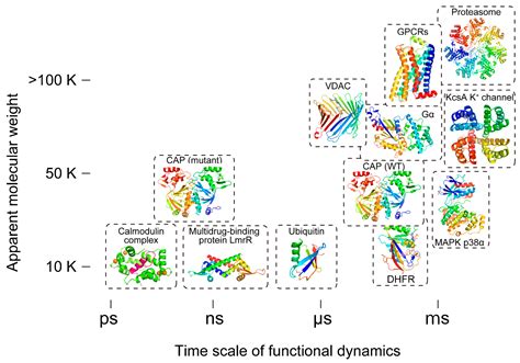 Spotlight on the Ballet of Proteins: The Structural Dynamic Properties ...