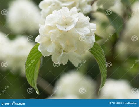 Japanese Snowball Bush, Viburnum Plicatum F. Tomentosum Sterile Stock ...