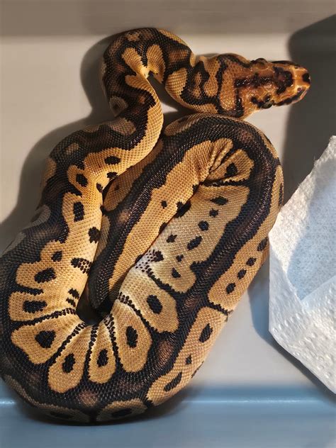 Image result for Royal Python Morph Sheet