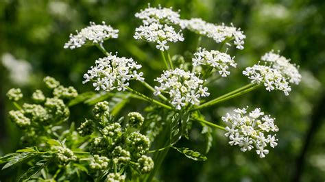 Deadly poison hemlock found growing near Killian sports fields